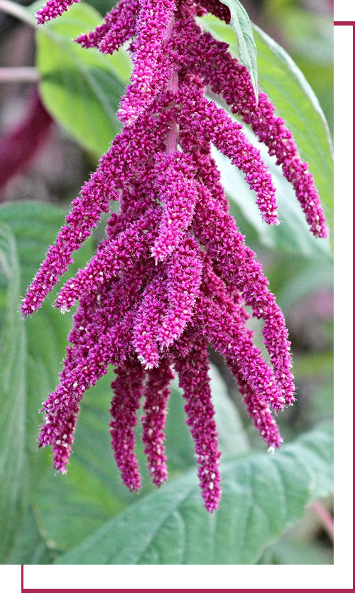 Amaranth Business Solutions